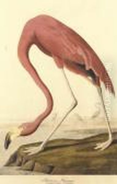 American Flamingo. Old Male., From Birds Of America Oil Painting by John James Audubon