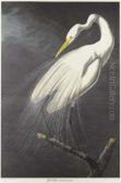 Great Egret, From Birds Of America Oil Painting by John James Audubon