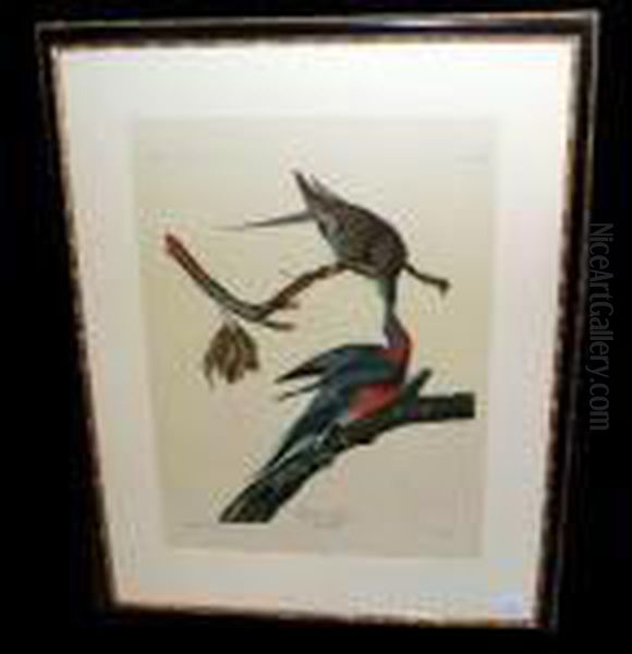 Passenger Pigeon Oil Painting by John James Audubon