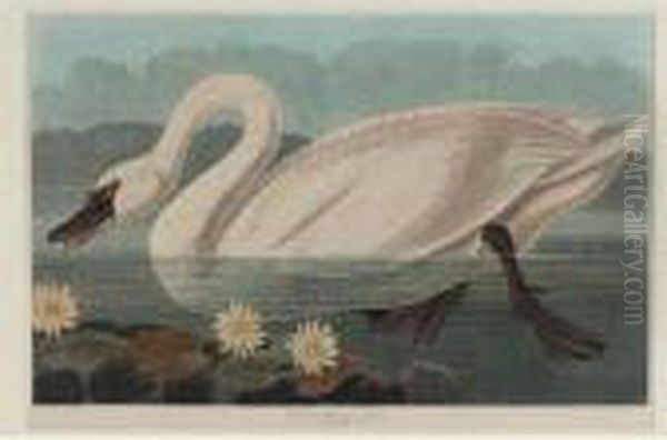 Common American Swan (plate Ccccxi) Oil Painting by John James Audubon