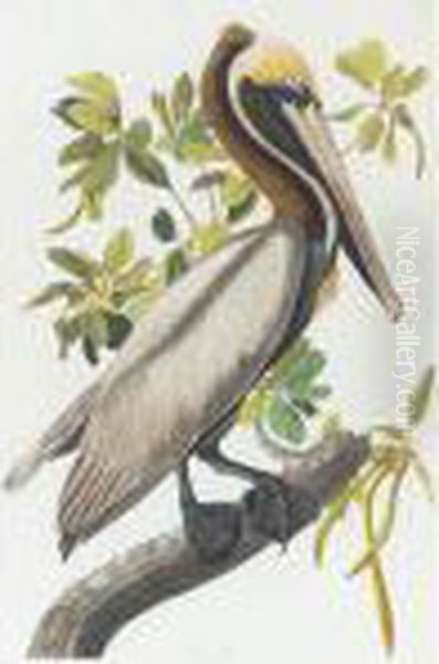 Brown Pelican (plate Ccli) Oil Painting by John James Audubon