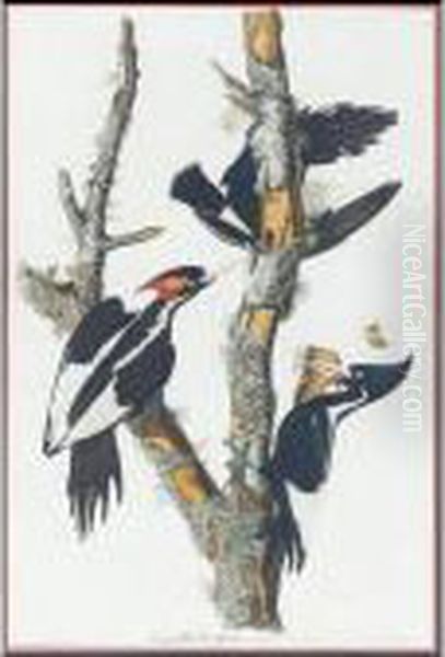 Ivory-billed Woodpecker (plate Lxvi) Oil Painting by John James Audubon