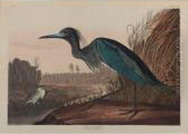 Blue Crane Or Heron (plate Cccvii) Oil Painting by John James Audubon