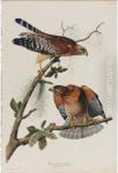 Red-shouldered Hawk (plate Lvi) Oil Painting by John James Audubon