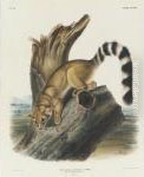 Ring-tailed Bassaris (plate Xcviii) Oil Painting by John James Audubon