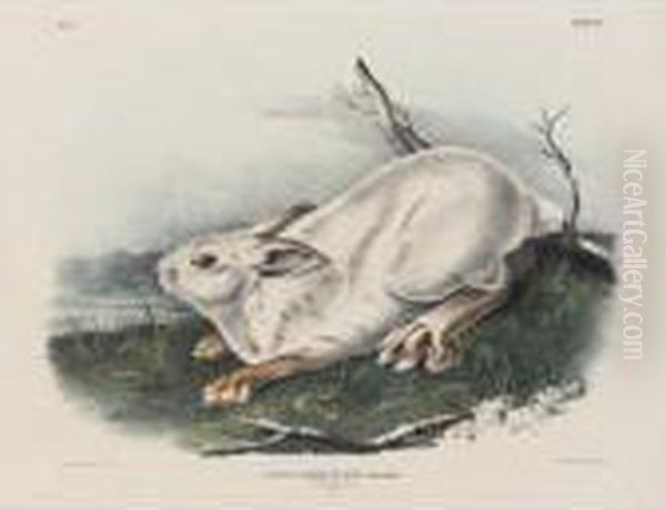 Northern Hare (plate Xii) Oil Painting by John James Audubon