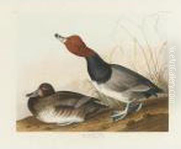 Red-headed Duck (plate Cccxxii) Oil Painting by John James Audubon