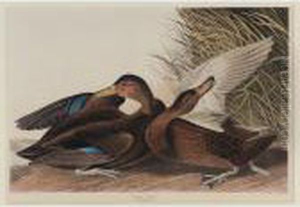 Dusky Duck (plate Cccii) Oil Painting by John James Audubon