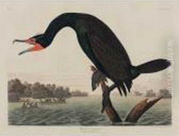 Florida Cormorant (plate Cclii) Oil Painting by John James Audubon