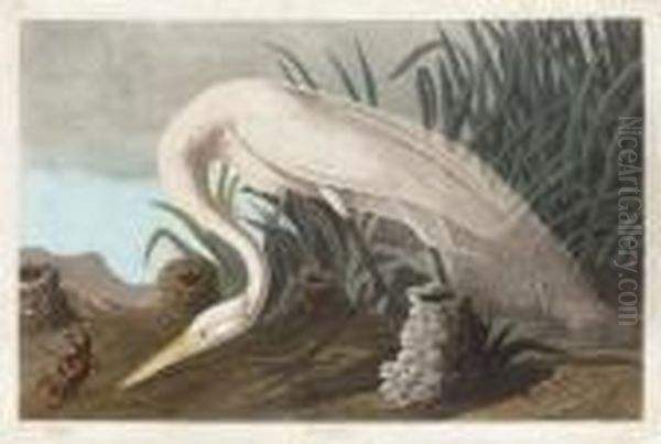 By Robert Havell Oil Painting by John James Audubon