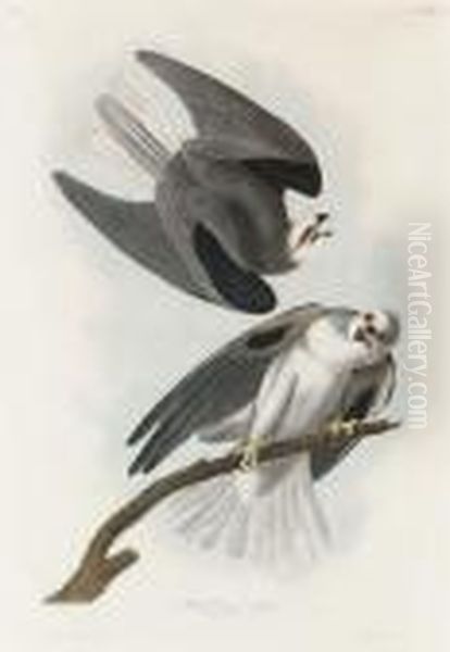 By Julius Bien Oil Painting by John James Audubon