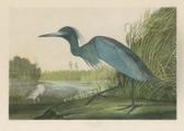 By Julius Bien Oil Painting by John James Audubon