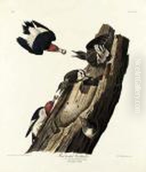 By Robert Havell Oil Painting by John James Audubon