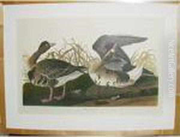 White-fronted Goose Oil Painting by John James Audubon