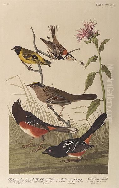 Chestnut Colored Finch, Black 
Headed Siskin, Black Crowned Bunting, Arctic Ground Finch, No. 79, Plate
 394 Oil Painting by John James Audubon