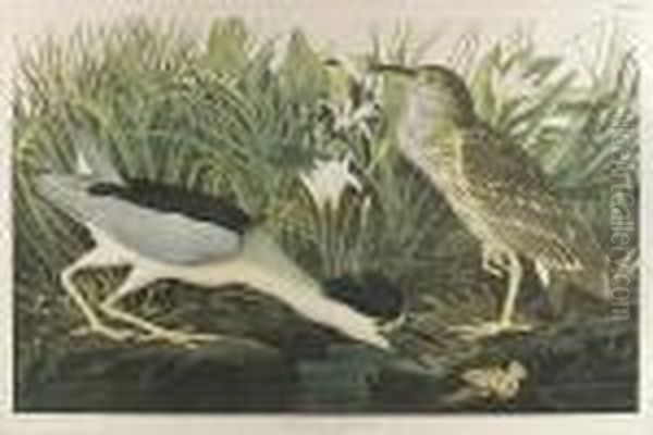 Night Heron Or Quabird, No. 9-1, Plate 363 Oil Painting by John James Audubon