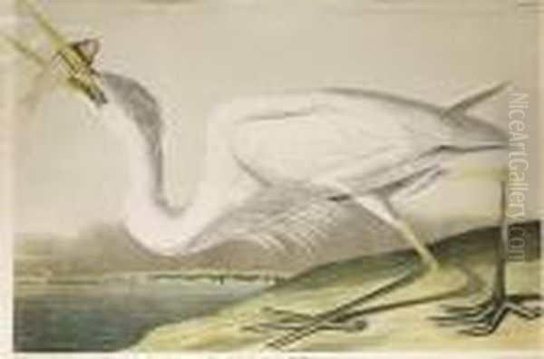 Great White Heron, No. 6-1, Plate 368 Oil Painting by John James Audubon