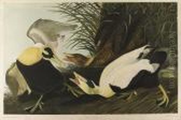 Eider Duck, No. 6-2, Plate 405 Oil Painting by John James Audubon