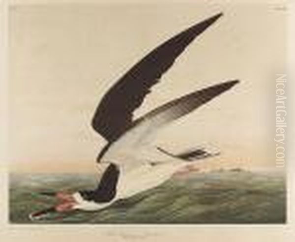 Black Skimmer Or Shearwater, No. 10-3, Plate 428 Oil Painting by John James Audubon