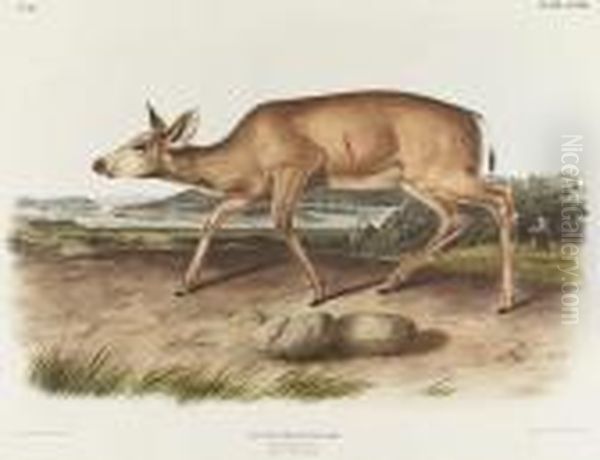 Black-tailed Deer, No. 16, Plate 78 Oil Painting by John James Audubon