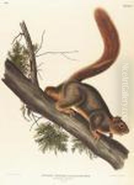 Red-tailed Squirrel, No. 11, Plate 55 Oil Painting by John James Audubon