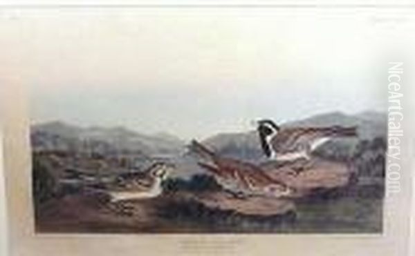 Lapland Long-spur Oil Painting by John James Audubon