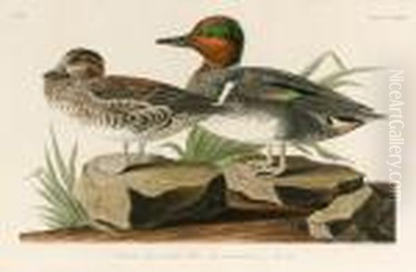 Untitled Oil Painting by John James Audubon