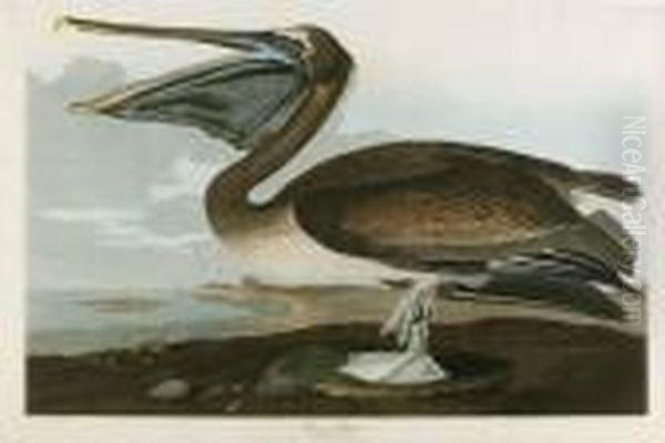 Untitled Oil Painting by John James Audubon