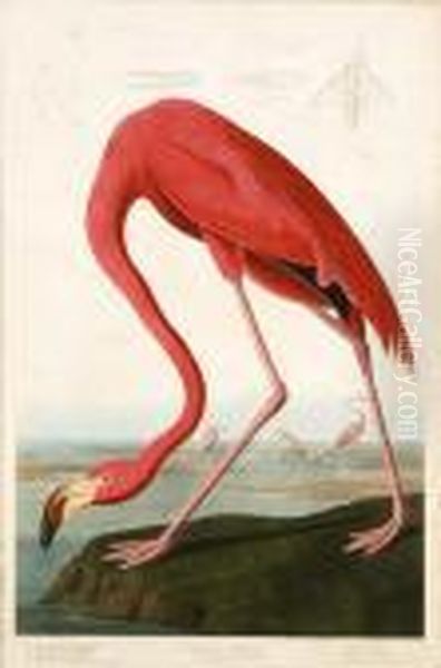 Untitled Oil Painting by John James Audubon