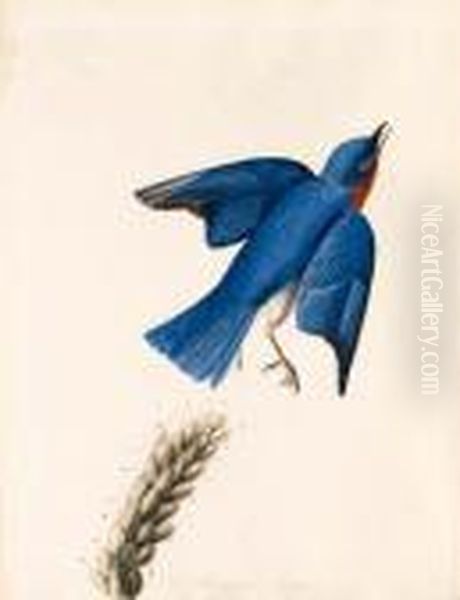 Eastern Bluebird Oil Painting by John James Audubon