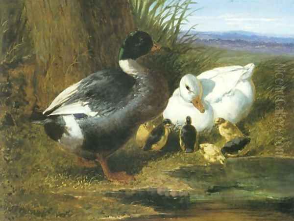 A Drake Duck Ducklings Oil Painting by John Frederick Herring Snr