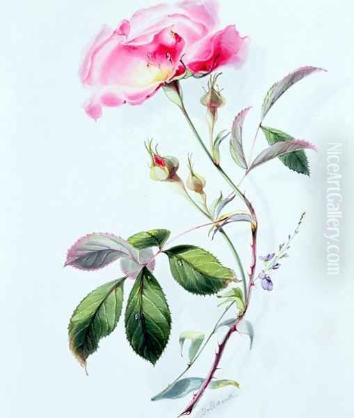 A Rose Oil Painting by James Holland