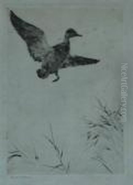 Springing Teal Etching Oil Painting by Frank Weston Benson