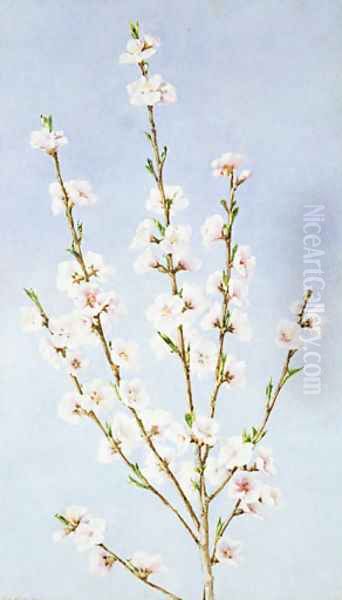 Peach Blossoms Oil Painting by John William Hill