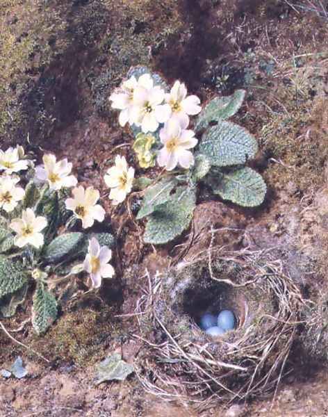 Primroses and Birds Nest with Three Blue Eggs Oil Painting by William Henry Hunt