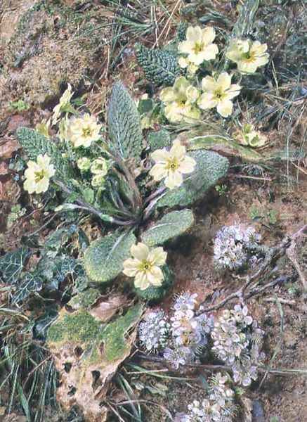 Bank of Primroses and Blackthorn Oil Painting by William Henry Hunt