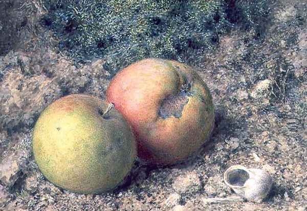 Still life with two apples and a snail shell Oil Painting by William Henry Hunt