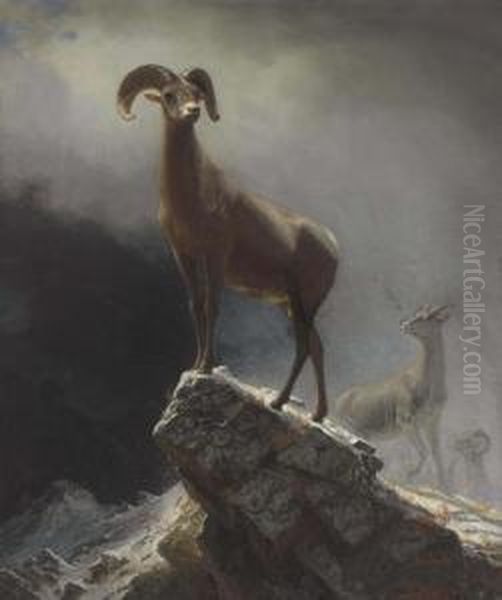 Rocky Mountain Sheep Or Big Horn, Ovis, Montana Oil Painting by Albert Bierstadt