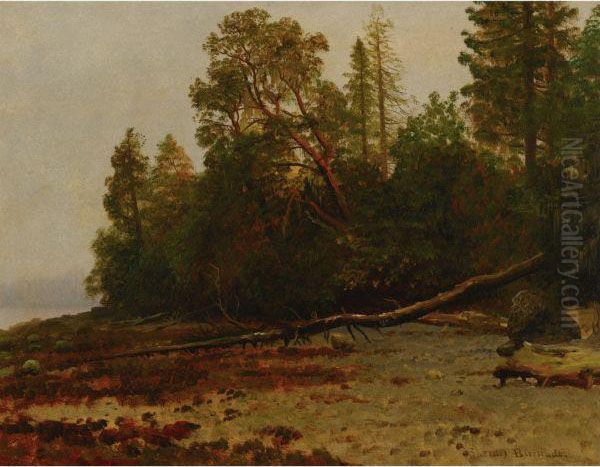 The Fallen Tree Oil Painting by Albert Bierstadt