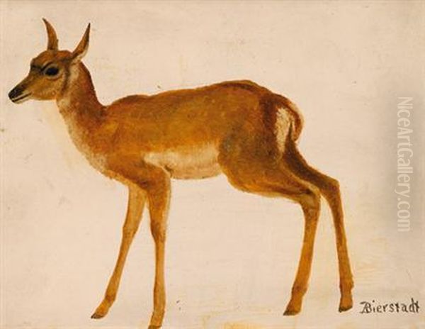 Study Of A Deer Oil Painting by Albert Bierstadt