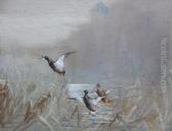 Mallards Taking Off From Reeds by Binks, R. Ward