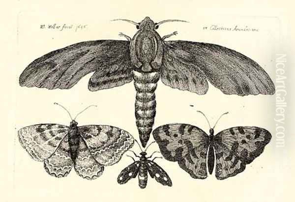 Nine plates, from the Muscarum Scarabeorum, Vermiumque Varie Figure et formae Oil Painting by Wenceslaus Hollar