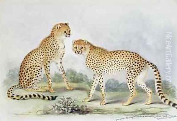 A Pair of Cheetahs from The Knowsley Menagerie Oil Painting by Benjamin Waterhouse Hawkins