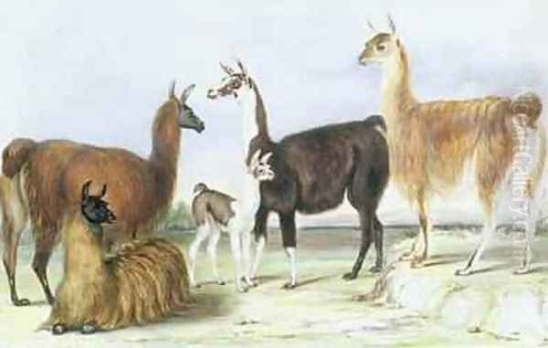 A Group of Llamas from The Knowsley Menagerie Oil Painting by Benjamin Waterhouse Hawkins