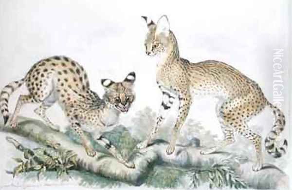 Felis Servalina from The Knowsley Menagerie Oil Painting by Benjamin Waterhouse Hawkins