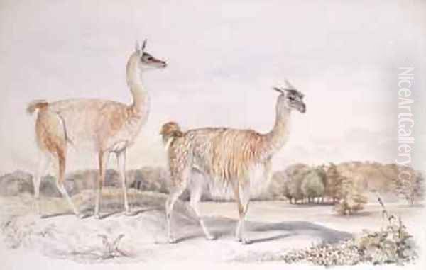 Guanaco from The Knowsley Menagerie Oil Painting by Benjamin Waterhouse Hawkins