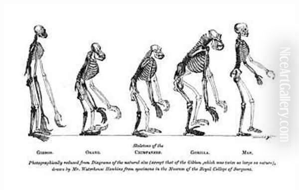 Skeletons of the Gibbon Orang utan Chimpanzee Gorilla and Man Oil Painting by Benjamin Waterhouse Hawkins