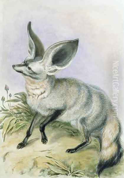 Long Eared Fox from the Knowsley Menagerie Oil Painting by Benjamin Waterhouse Hawkins