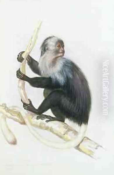 Colobus from The Knowsley Menagerie Oil Painting by Benjamin Waterhouse Hawkins