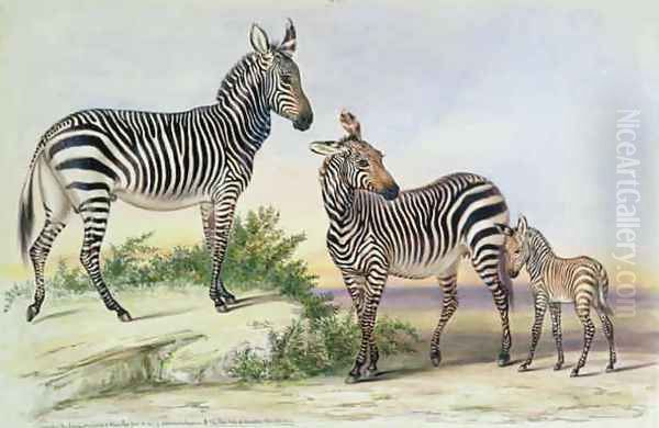 Mountain Zebra Oil Painting by Benjamin Waterhouse Hawkins